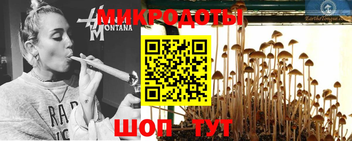 Псилоцибиновые грибы Psilocybe Добрянка